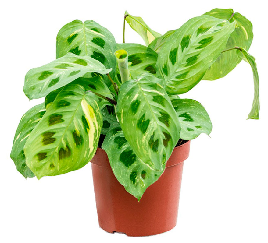 

Живое растение Маранта Фентази в горшке d 12 h 30 см, 1 шт