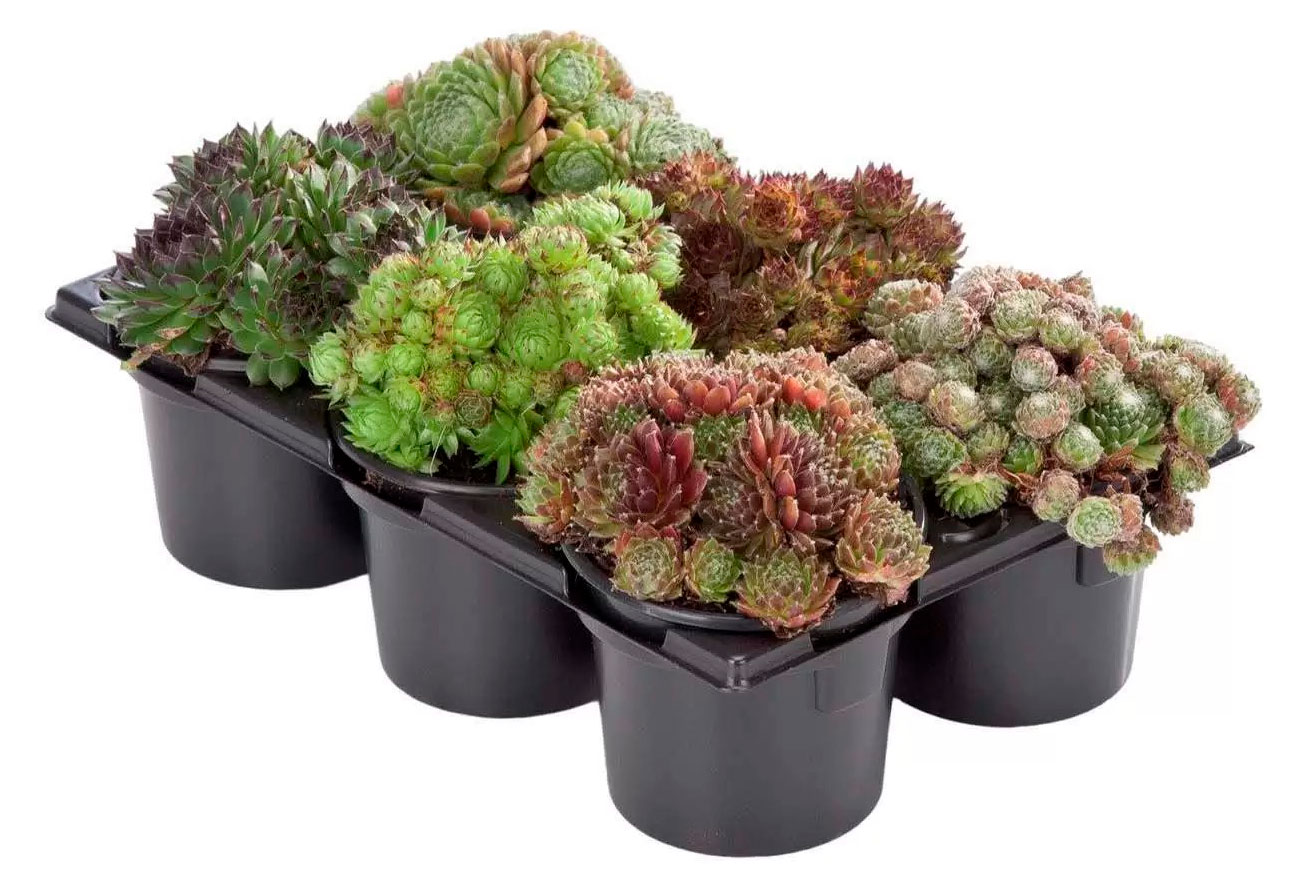 Изображение товара Живое растение суккулент Молодило (Семпервивум) микс в ассортименте в горшке d 8,5 h 10 см, 1 шт