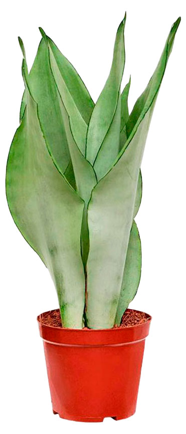 Изображение товара Живое растение Сансевиерия Муншайн в горшке d 12 h 40 см, 1 шт