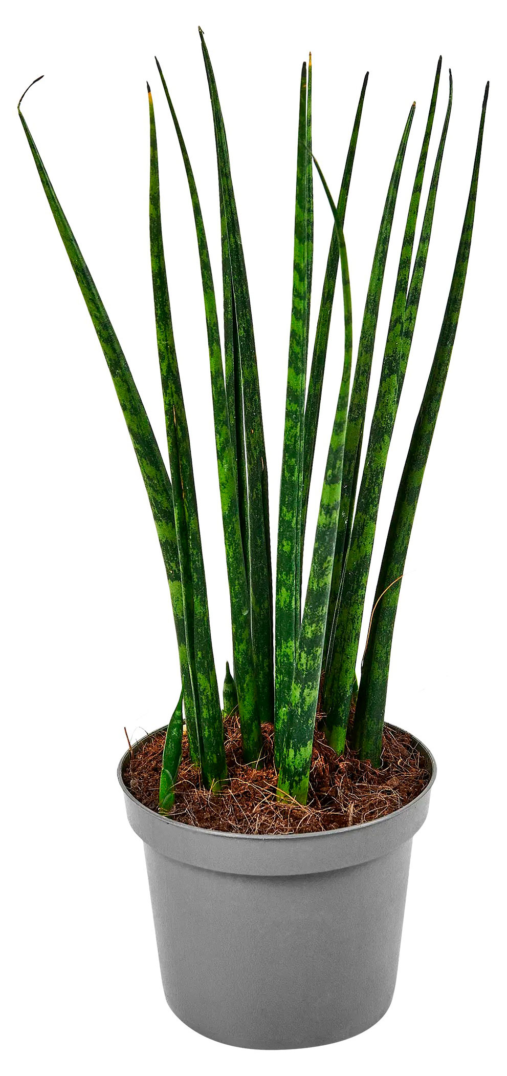 

Живое растение Сансевиерия Фернвуд в горшке d 9 h 15 см, 1 шт