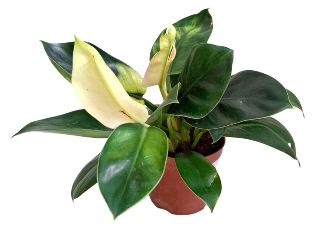 Изображение товара Живое растение лиана Филодендрон Вайт Конго в горшке 11 см