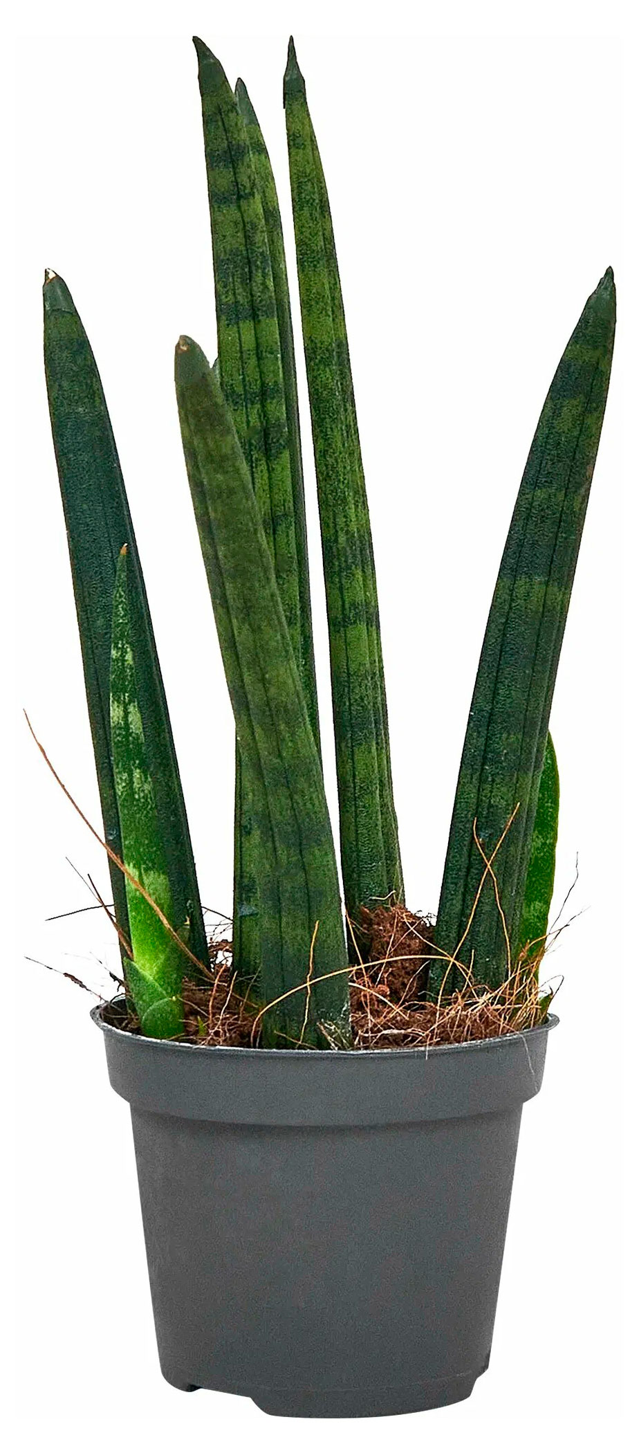 Изображение товара Живое растение Сансевиерия Цилиндрика Ракета в горшке d 6 h 18 см, 1 шт
