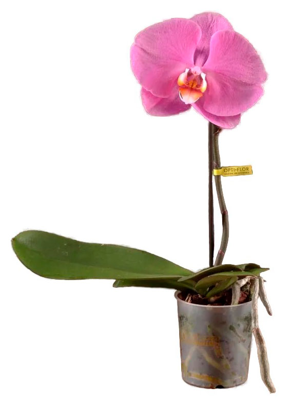 

Живое растение Орхидея Фаленопсис Синголо Пинк в горшке d 9 h 30 см, 1 шт