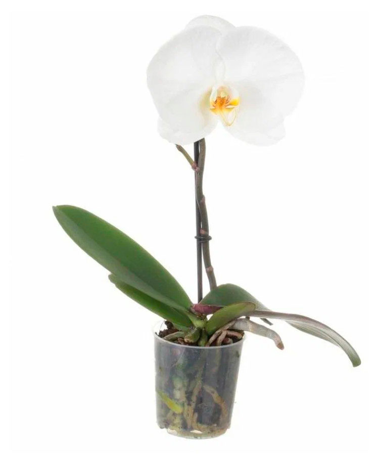 

Живое растение Орхидея Фаленопсис Синголо Вайт в горшке d 9 h 10 см, 1 шт