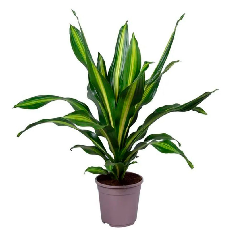 Изображение товара Живое растение Драцена Фрагранс в горшке d 18 h 60 см, 1 шт