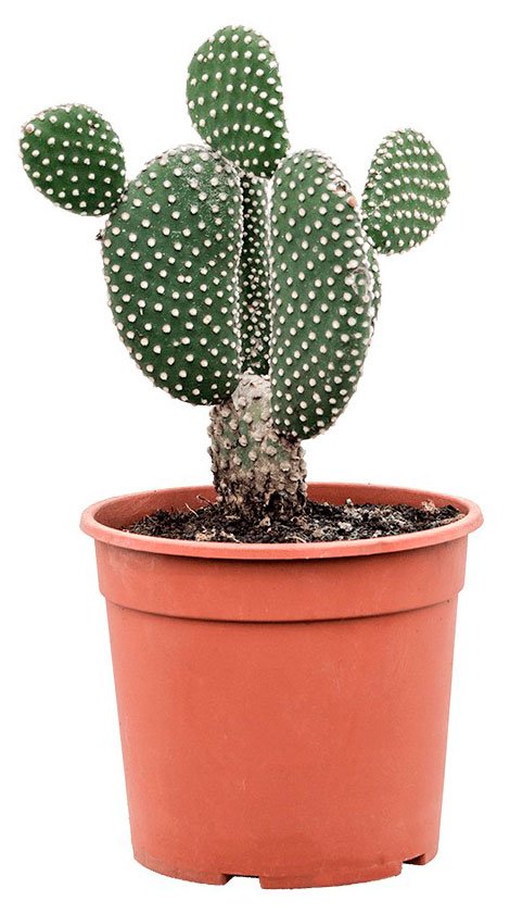 Изображение товара Кактус Альбиспин Опунция в горшке 11-30 см, офисное растение