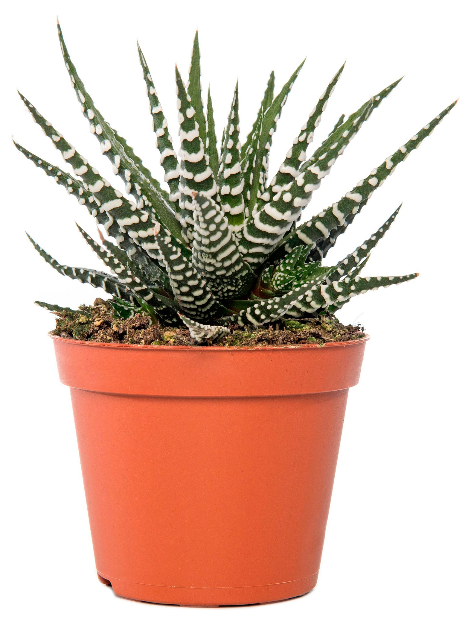 Изображение товара Живое растение суккулент Хавортия Биг Бэнд в горшке до 10 см