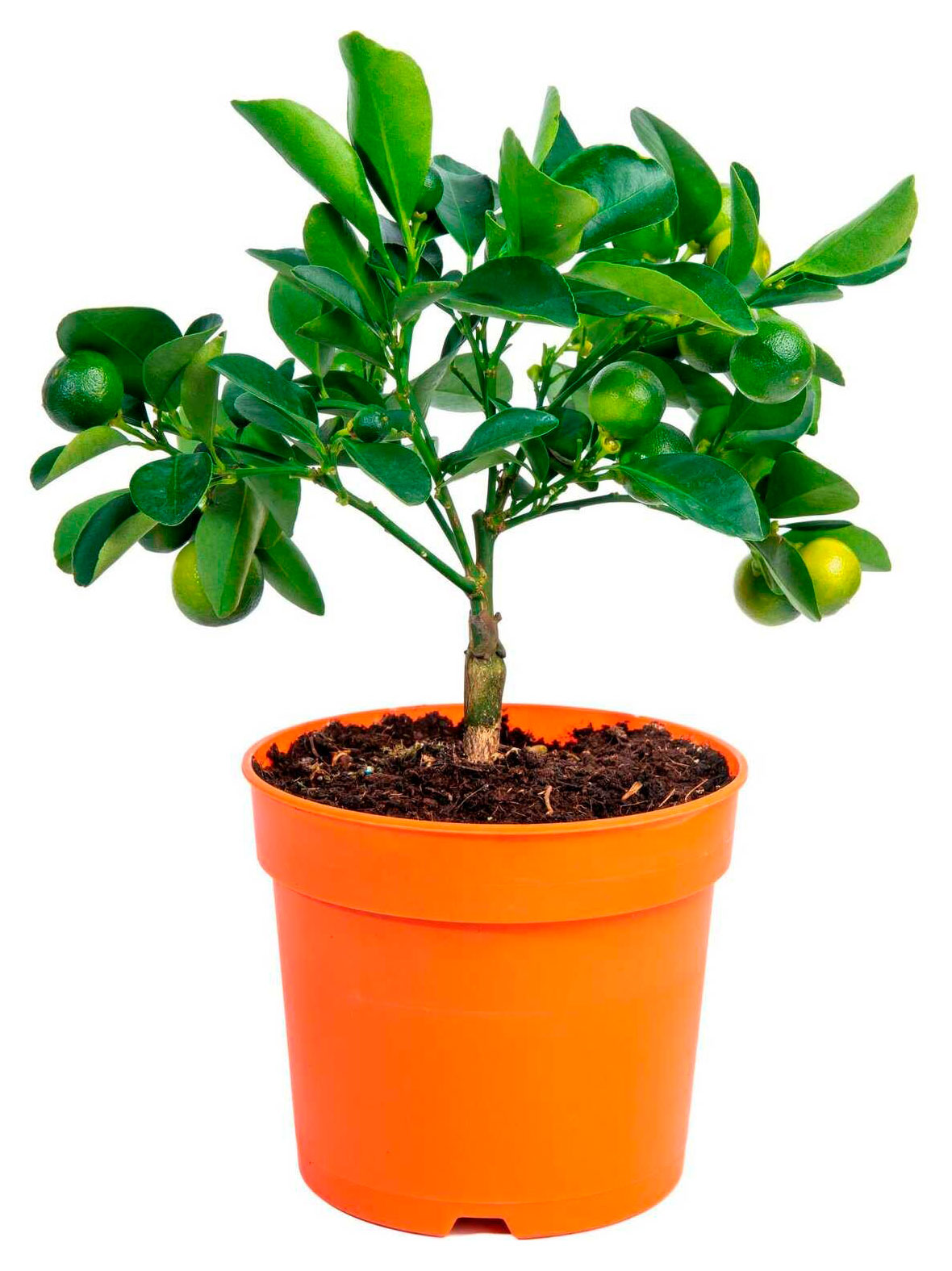 

Живое растение Цитрус Каламондин дерево куст в горшке d 12 h 35 см, 1 шт