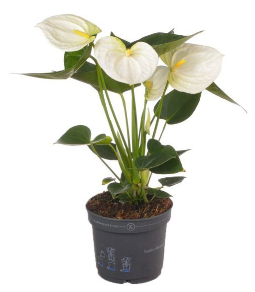 Изображение товара Живое растение Антуриум Эклипс в горшке d 11 h 28 см, 1 шт