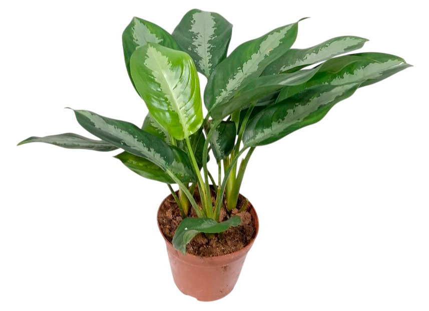 Изображение товара Живое растение Аглаонема Патайя Бьюти в горшке d 28 см, высота 50 см