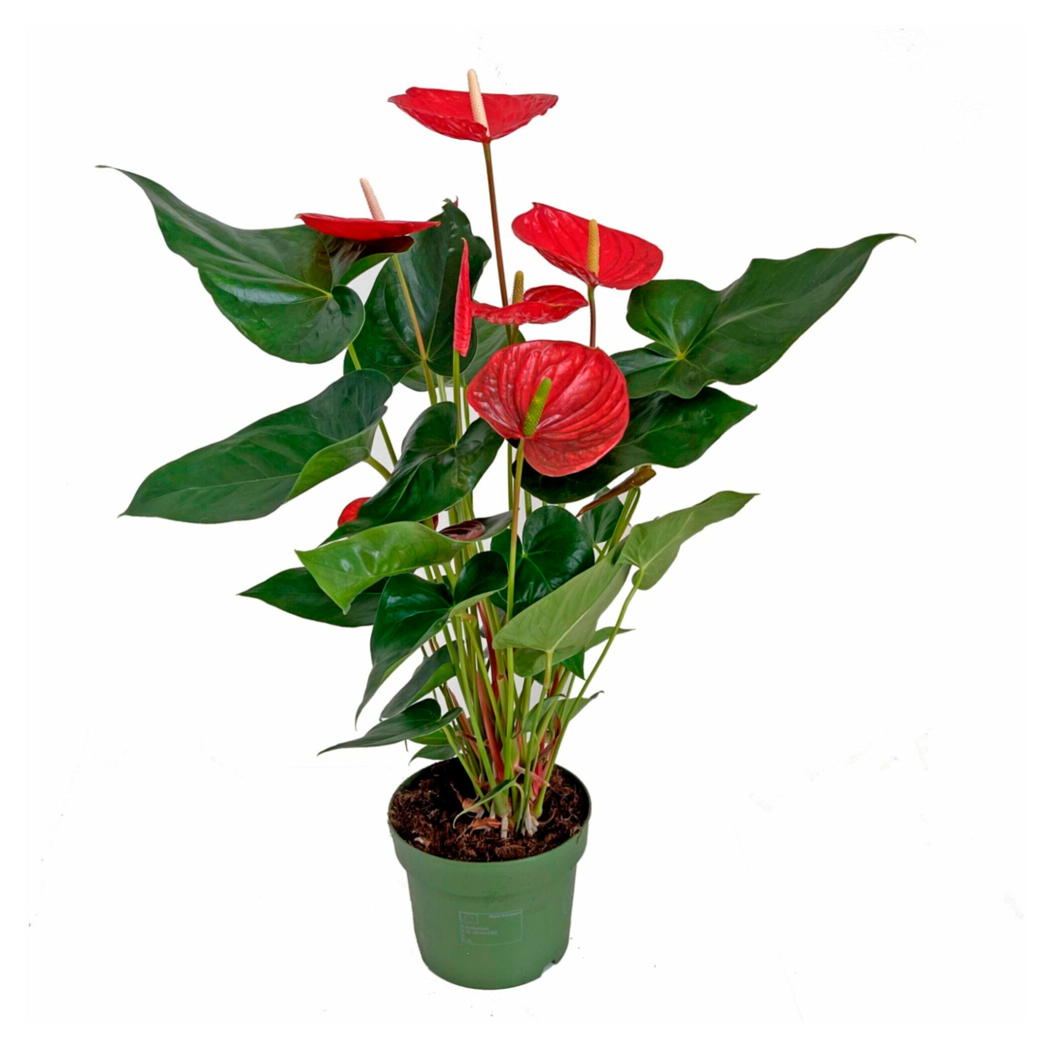 Изображение товара Живое растение Антуриум Бонус Вим в горшке d 14 h 40 см, 1 шт