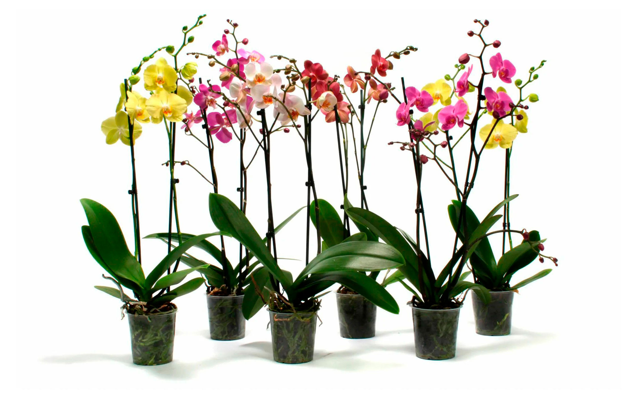 Изображение товара Орхидея Фаленопсис 2 стебля в горшке d 10 высота 55-70 см