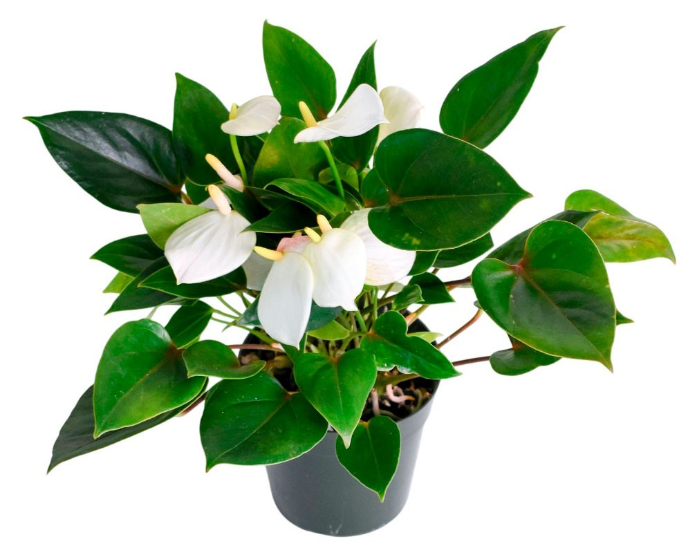 Изображение товара Живое растение Антуриум Беби Вайт в горшке d 11 h 28 см, 1 шт