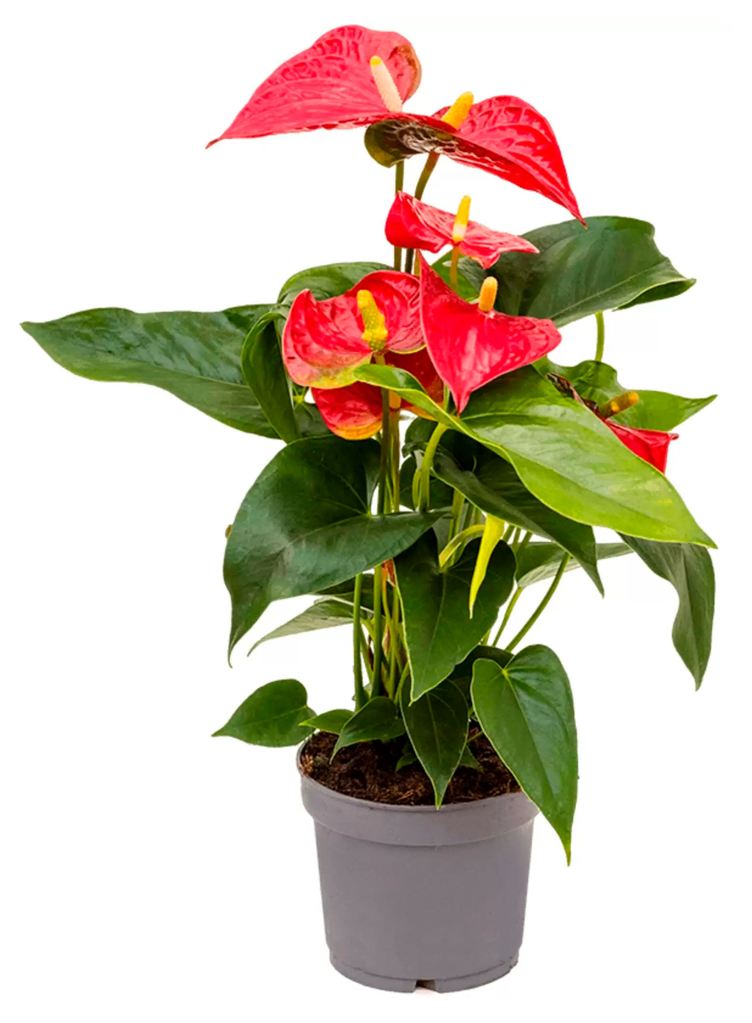 Изображение товара Живое растение Антуриум красный в горшке 12 см высота 40 см