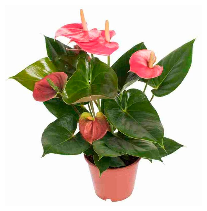 

Живое растение Антуриум Кэнди букет в горшке d 11 h 30 см, 1 шт