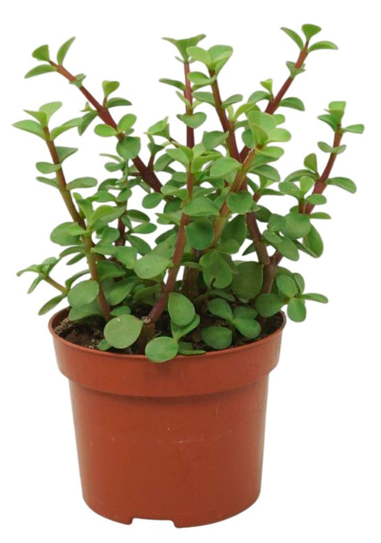 

Живое растение суккулент Портулакария Афра в горшке d 12 h 28 см, 1 шт