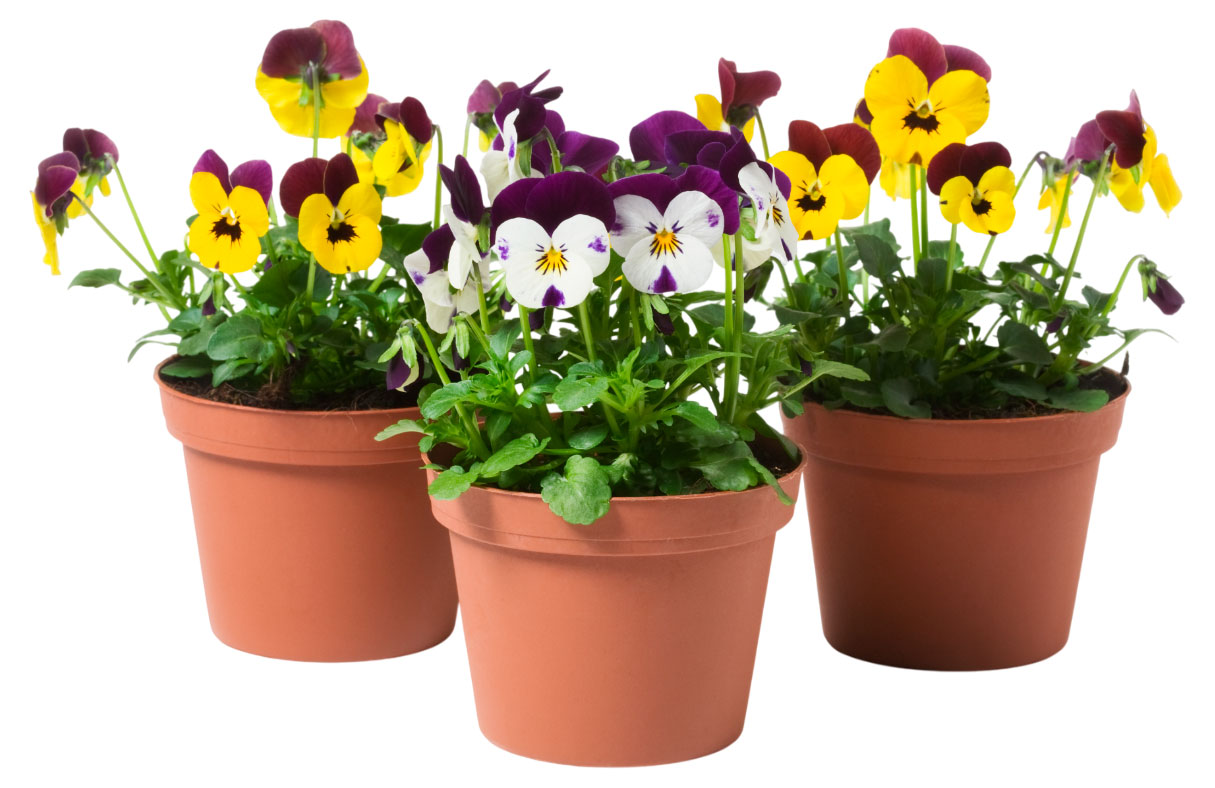 

Живое растение Виола в ассортименте в горшке d 10 h 15 см, 1 шт