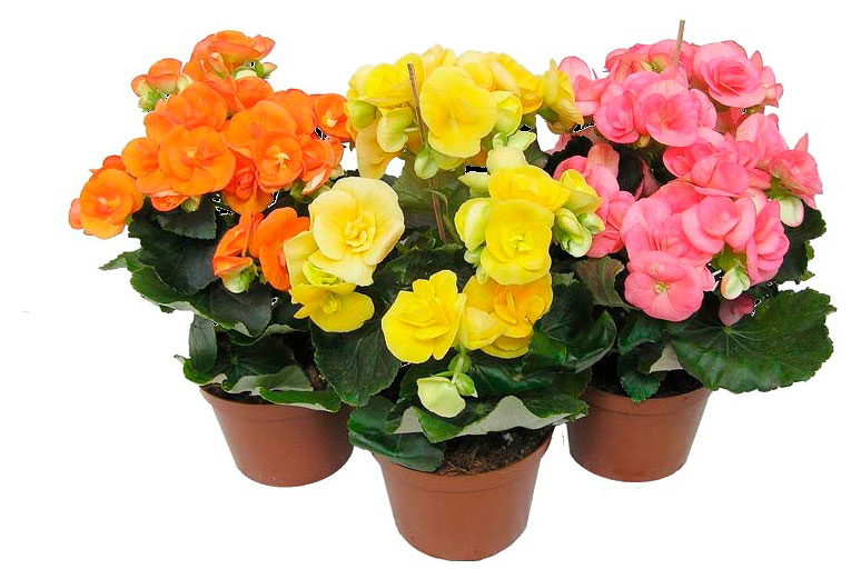 

Живое растение Бегония Элатиор в ассортименте в горшке d 12 h 23 см, 1 шт