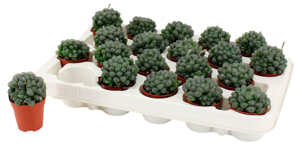 

Живое растение суккулент Хавортия купера в ассортименте в горшке d 11 h 13 см, 1 шт