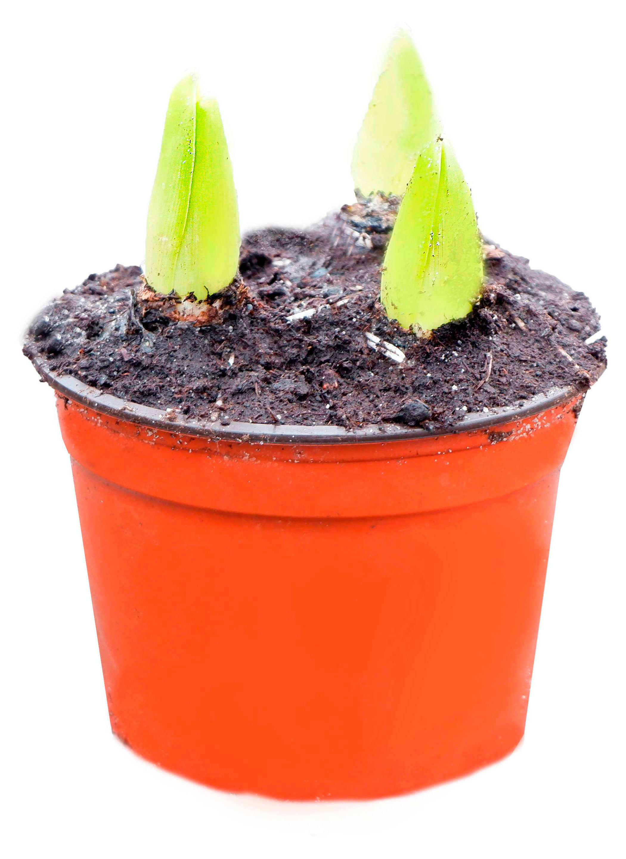 Изображение товара Гиацинт 3 луковицы в горшке D12 H15 см 1 шт ассортимента