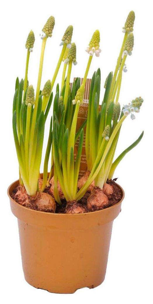 

Живое растение Мускари 5 луковиц микc в ассортименте в горшке d 10 h 15 см, 1 шт