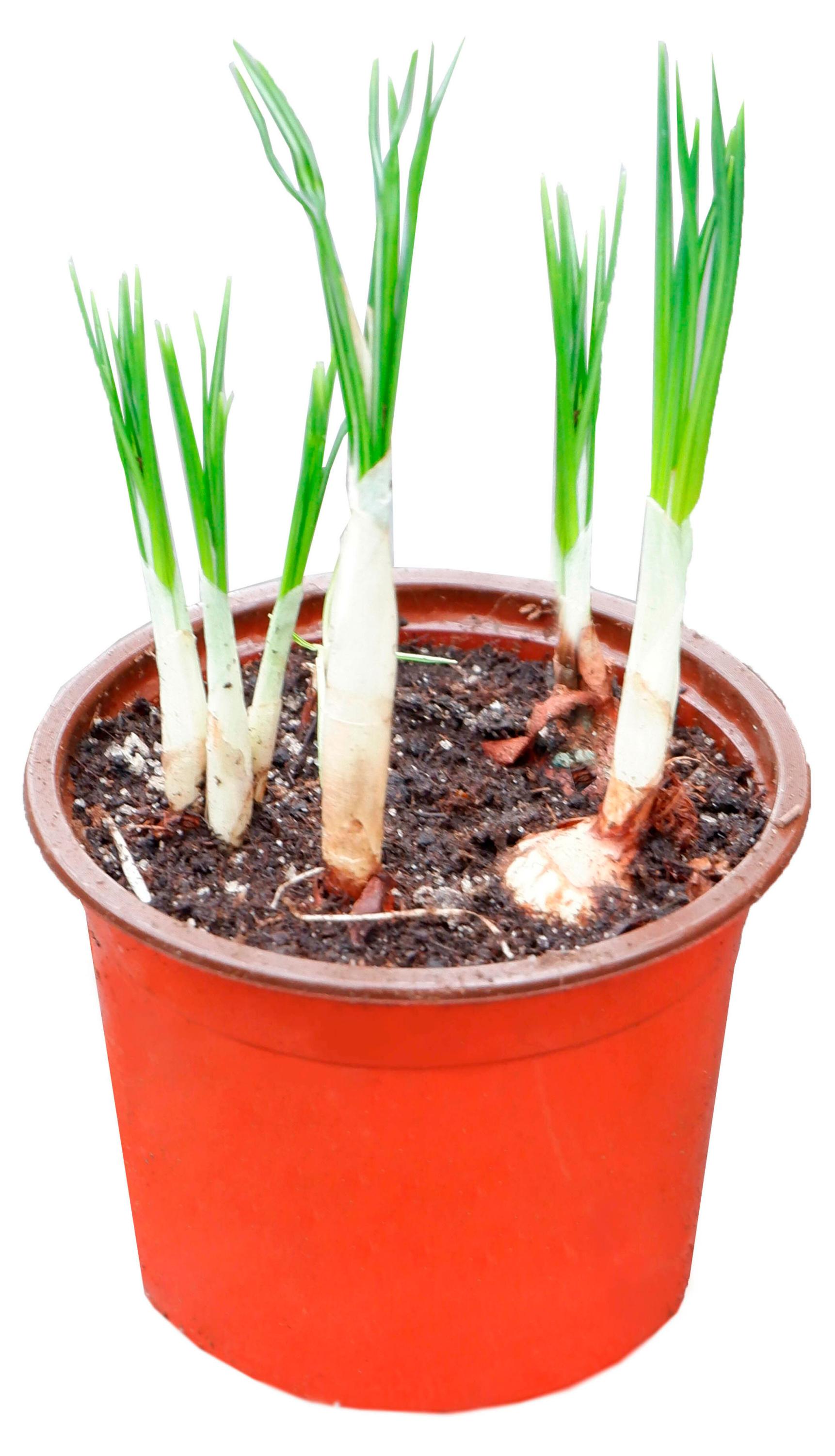 

Живое растение Крокус 5 луковиц в ассортименте в горшке d 10 h 15 см, 1 шт