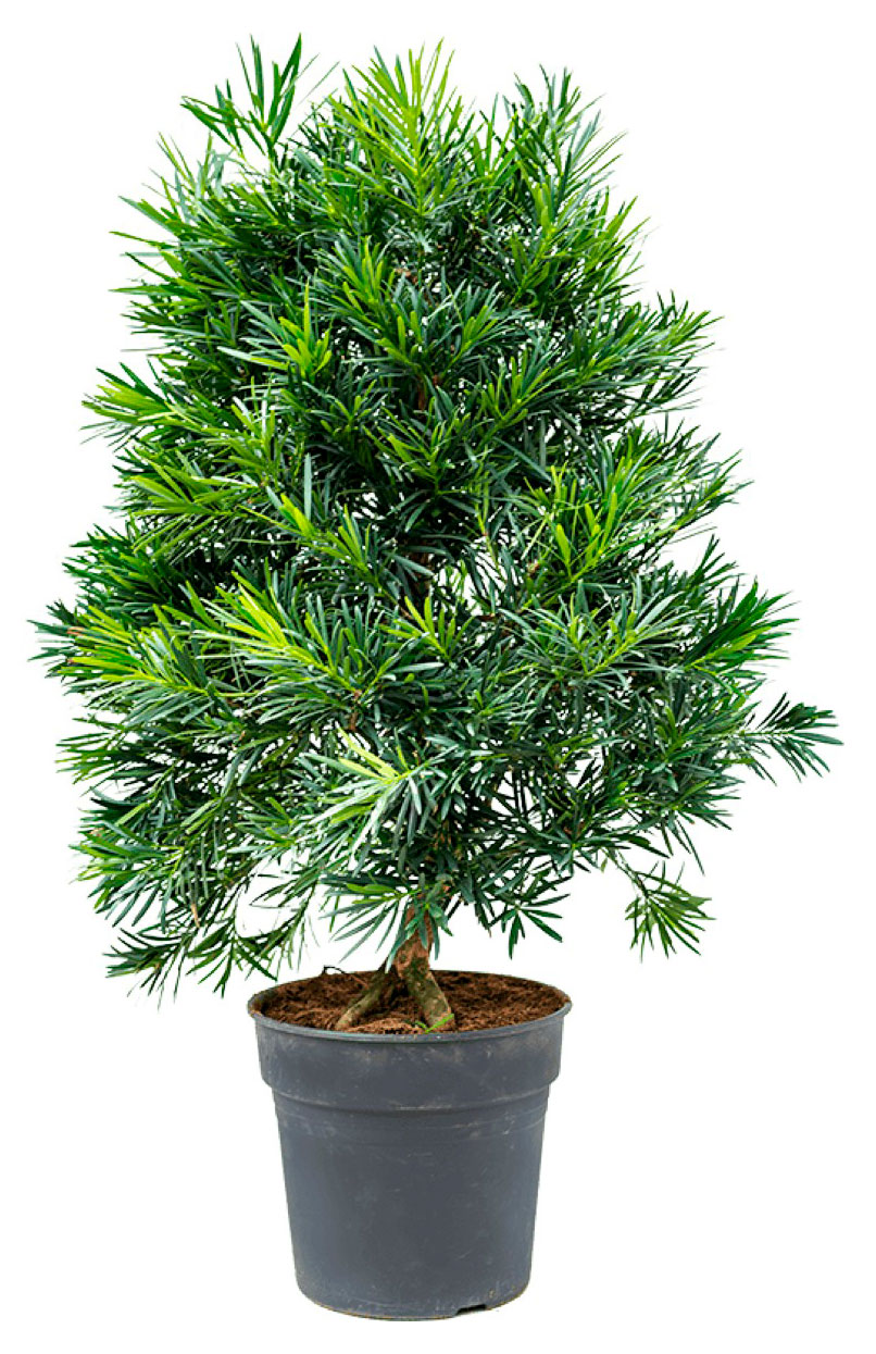 Изображение товара Саженцы хвойных деревьев Подокарпус Макрофиллус в горшке d 14 h 28 см, 1 шт
