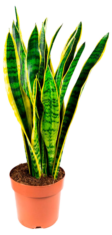 Изображение товара Живое растение СансеВиерия Лауренти в горшке D11 высота 30 см