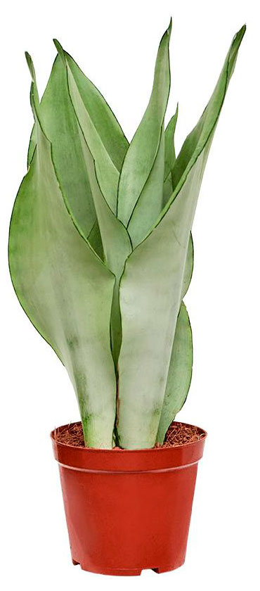 Изображение товара Живое растение Сансевиерия Муншайн в горшке 11 см высота 20 см