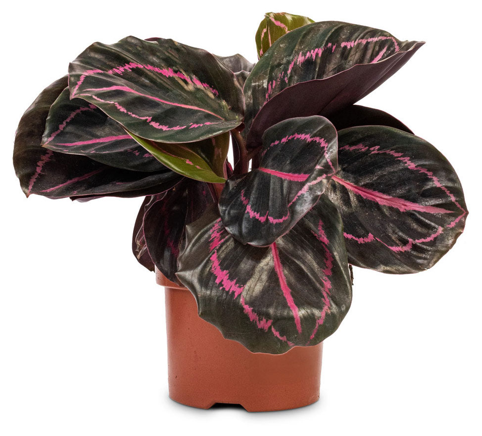 

Живое растение Калатея Розеопикта Дотти в горшке d 11 h 25 см