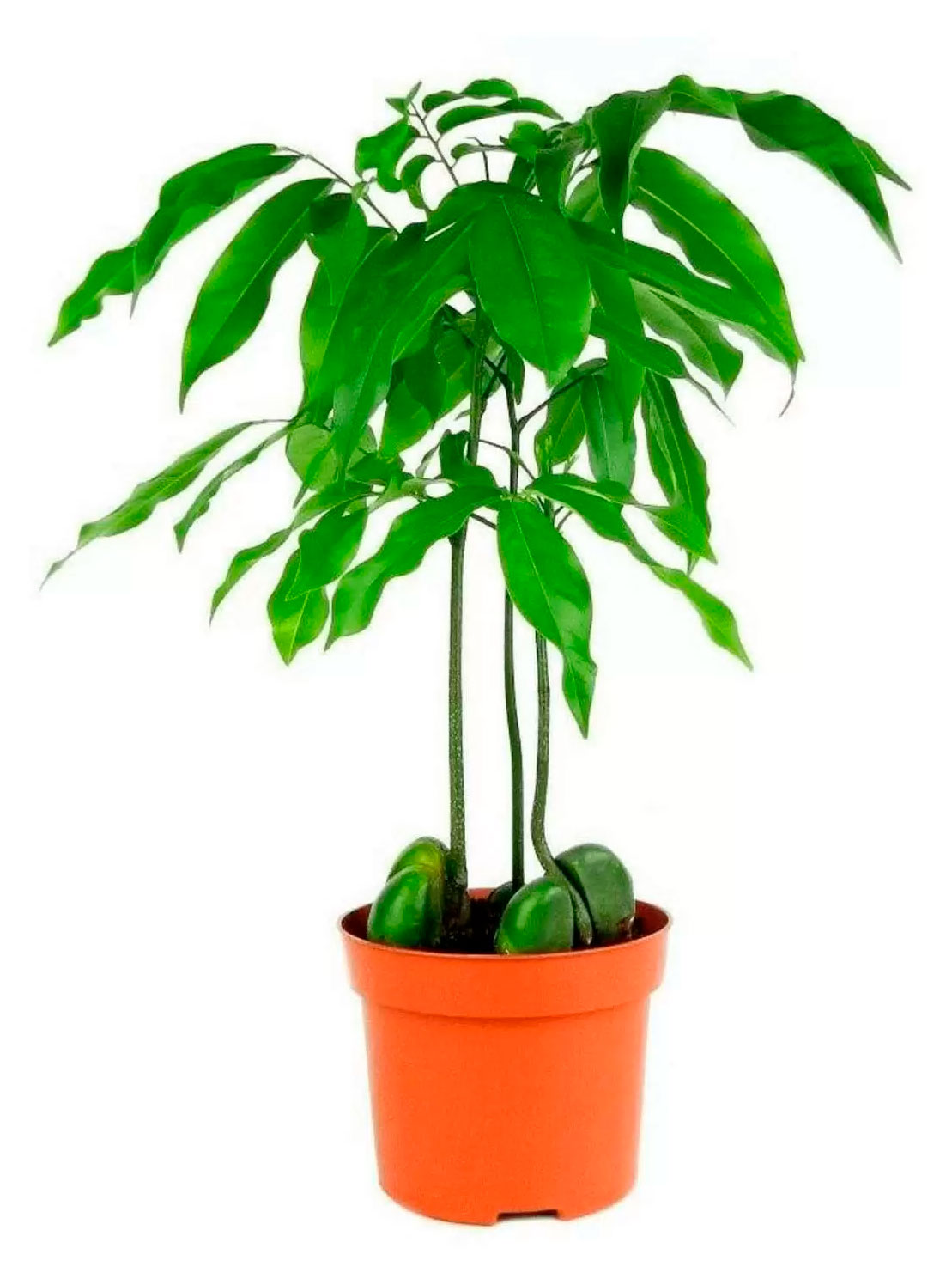 

Живое растение Каштан Австралийский в горшке d 8 h 25 см, 1 шт