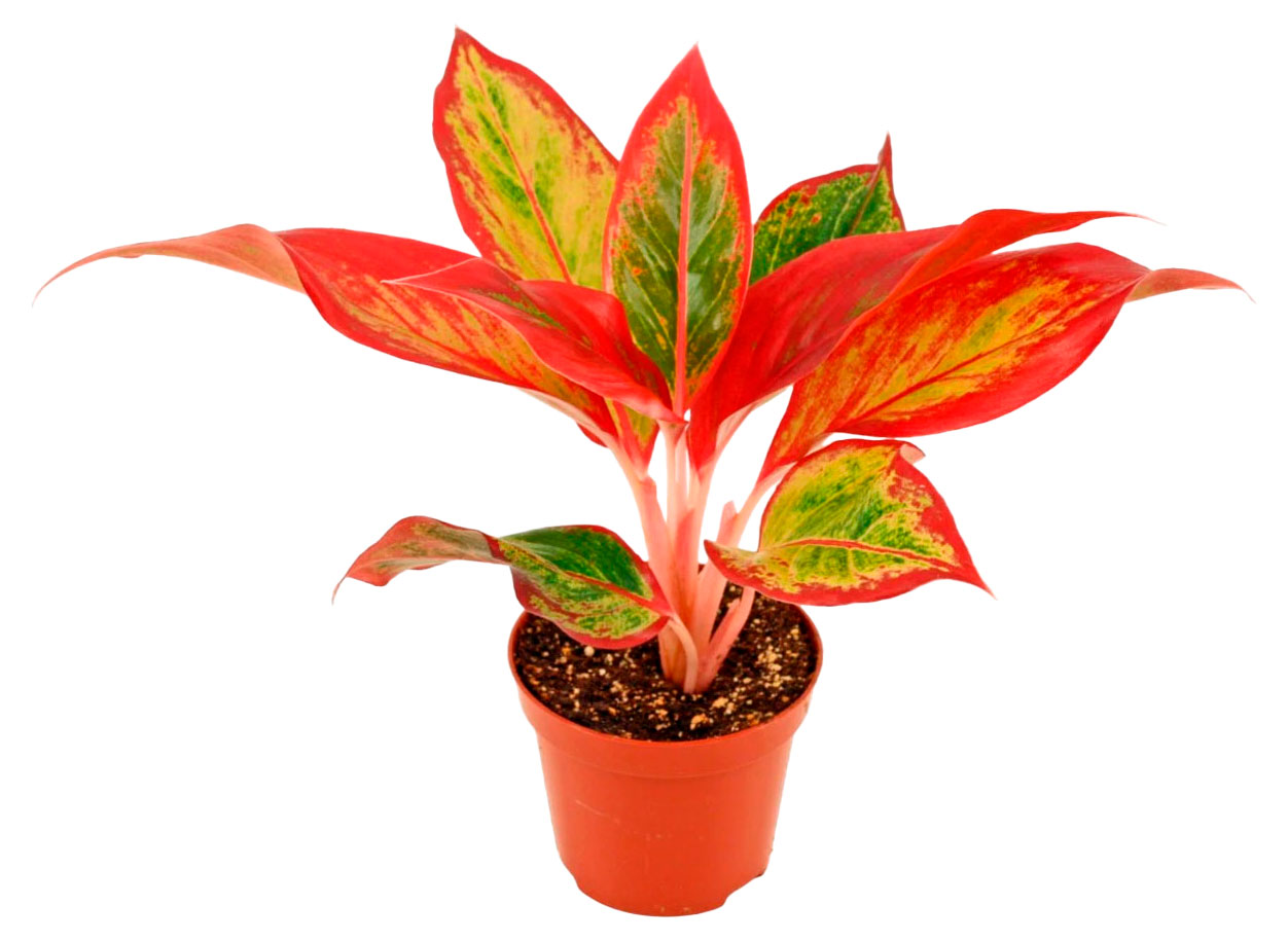 

Живое растение Аглаонема Крит Флейм в горшке d 9 h 18 см, 1 шт