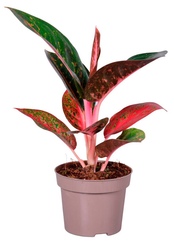 Изображение товара Живое растение Аглаонема Пинк Стар в горшке D10, высота 25 см