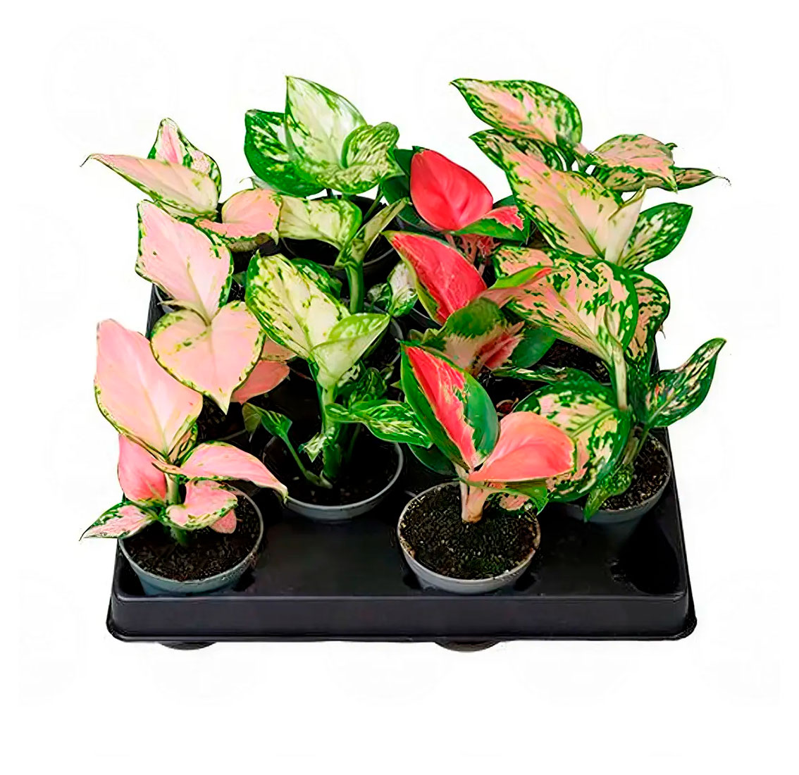 

Живое растение Аглаонема Ред & Вайт в ассортименте в горшке d 12 h 30 см, 1 шт