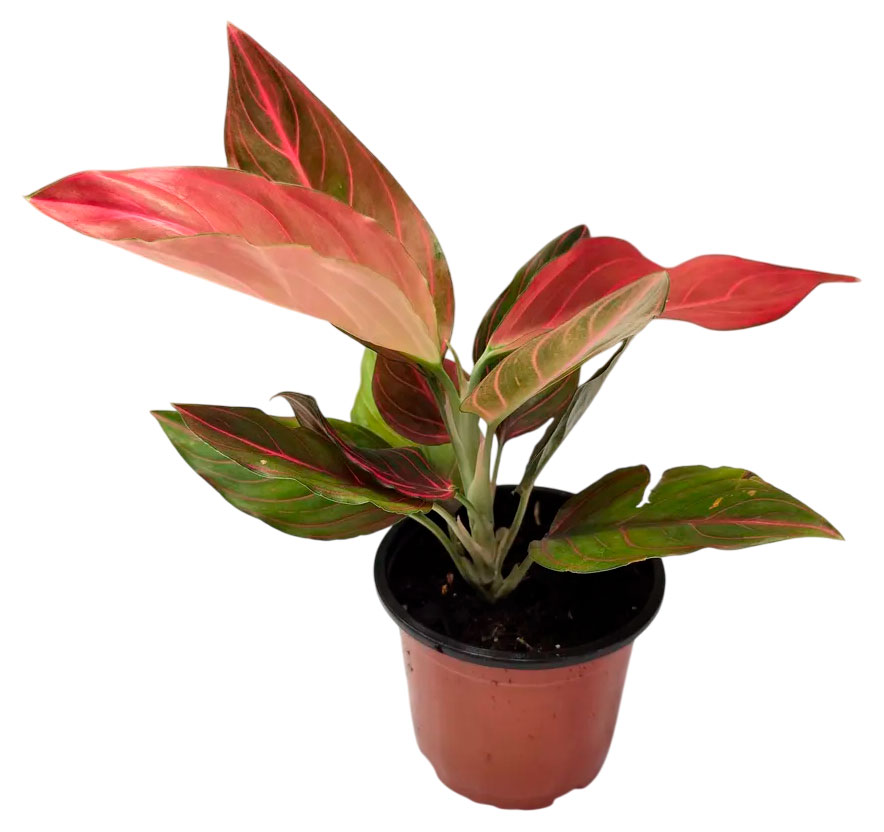 Изображение товара Живое растение Аглаонема Ред Вейн в горшке d 14 h 35 см, 1 шт