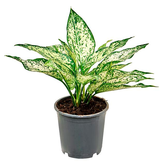 

Живое растение Аглаонема Спринг Сноу в горшке d 11 h 30 см, 1 шт