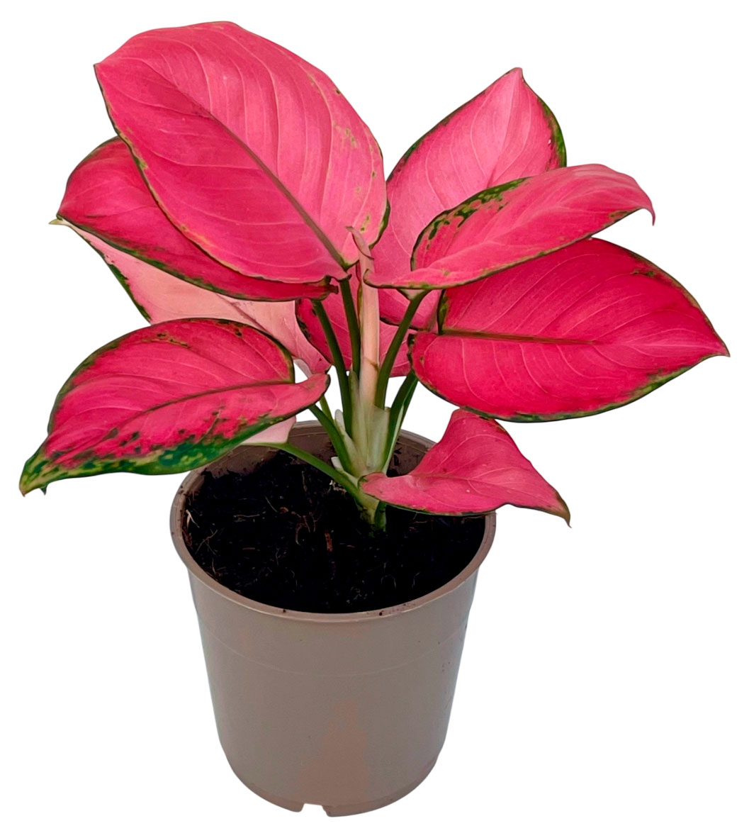 Изображение товара Живое растение Аглаонема Ред Джой 2 стебля в горшке D12 высотой 20 см