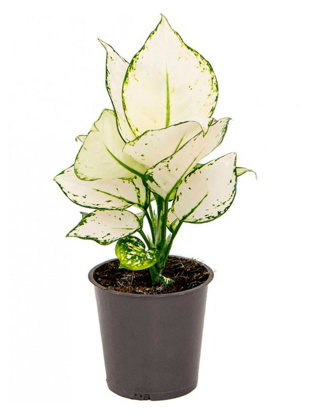 

Живое растение Аглаонема Супер Вайт в горшке d 10 h 27 см, 1 шт