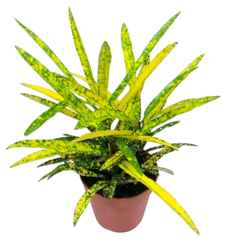 

Живое растение Кротон (Кодиеум) Пиктум Вариегата в горшке d 14 h 30 см, 1 шт
