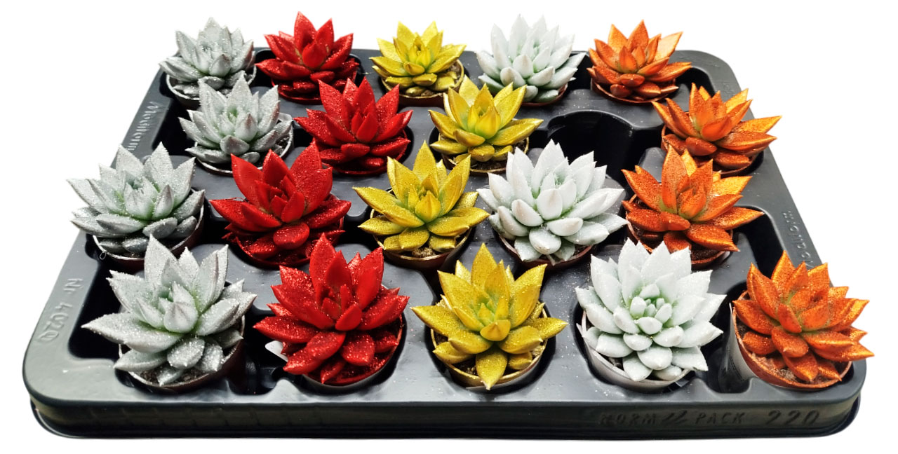 

Живое растение суккулент Эхеверия Миранда Радуга в ассортименте в горшке d 5,5 h 8 см, 1 шт