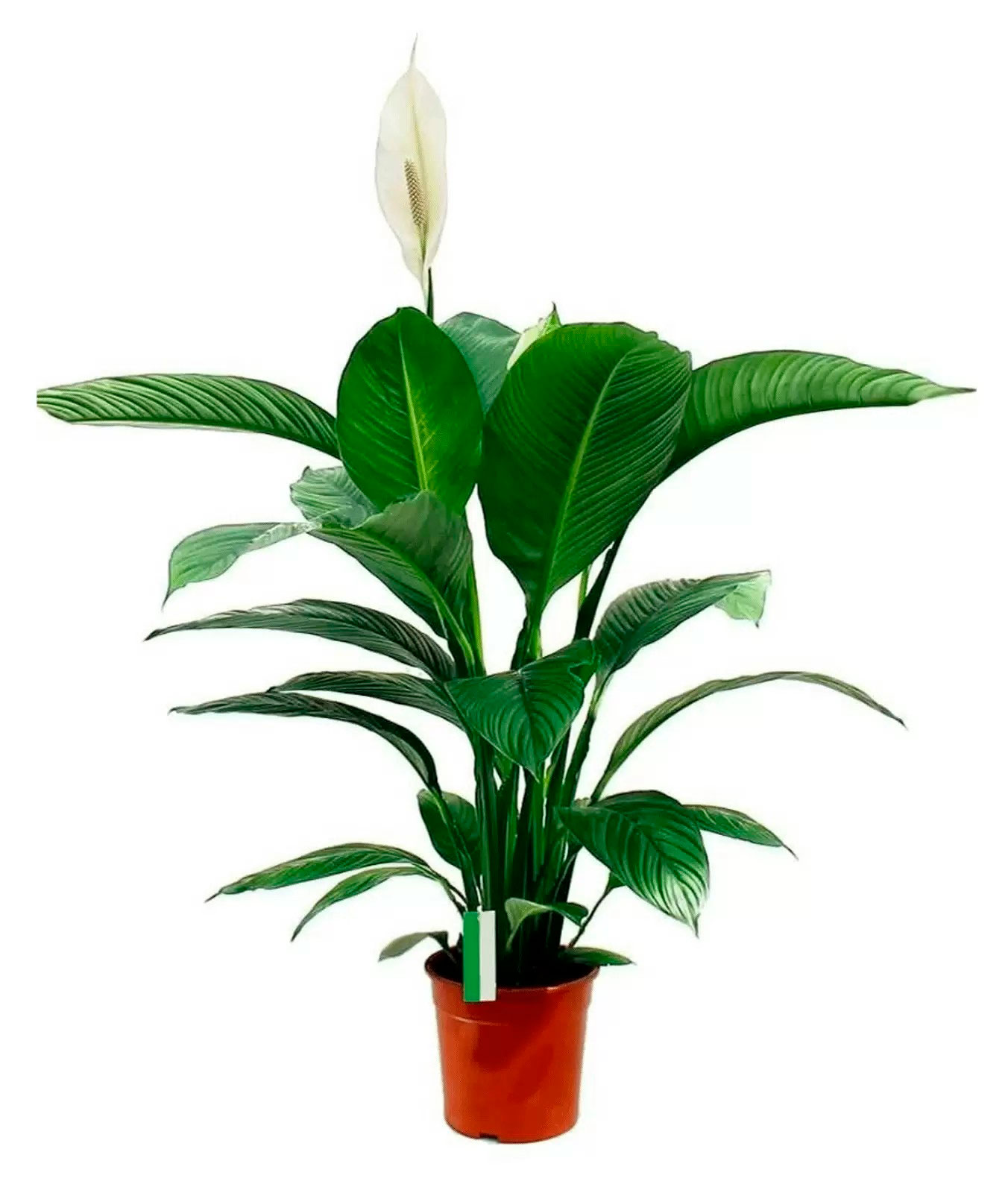 

Живое растение Спатифиллум Штраус бело-зеленый в горшке d 13 h 50 см, 1 шт