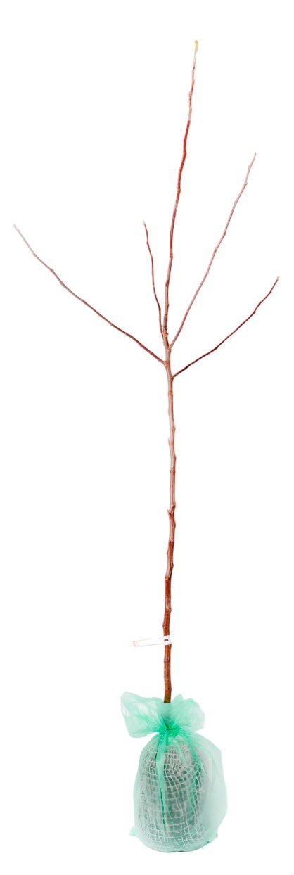 Изображение товара Саженцы «Поиск» Яблоня полукарликовая 2-х лет, 1 шт