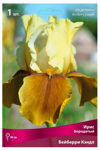 Изображение товара Луковицы «Поиск» Ирис бородатый, 1 шт