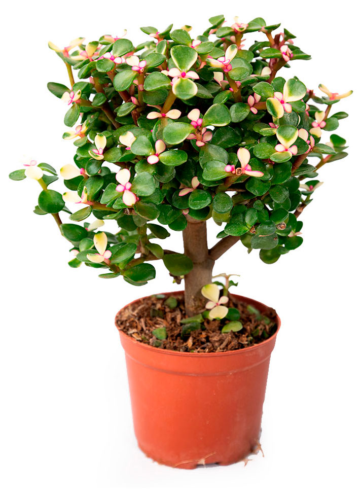 

Живое растение суккулент Портулакария Афра в горшке d 12 h 28 см, 1 шт