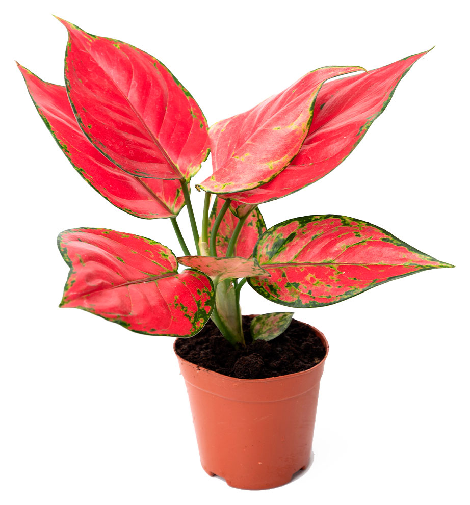 Изображение товара Живое растение Аглаонема Аньямани Нэрроу в горшке d 9 h 25 см