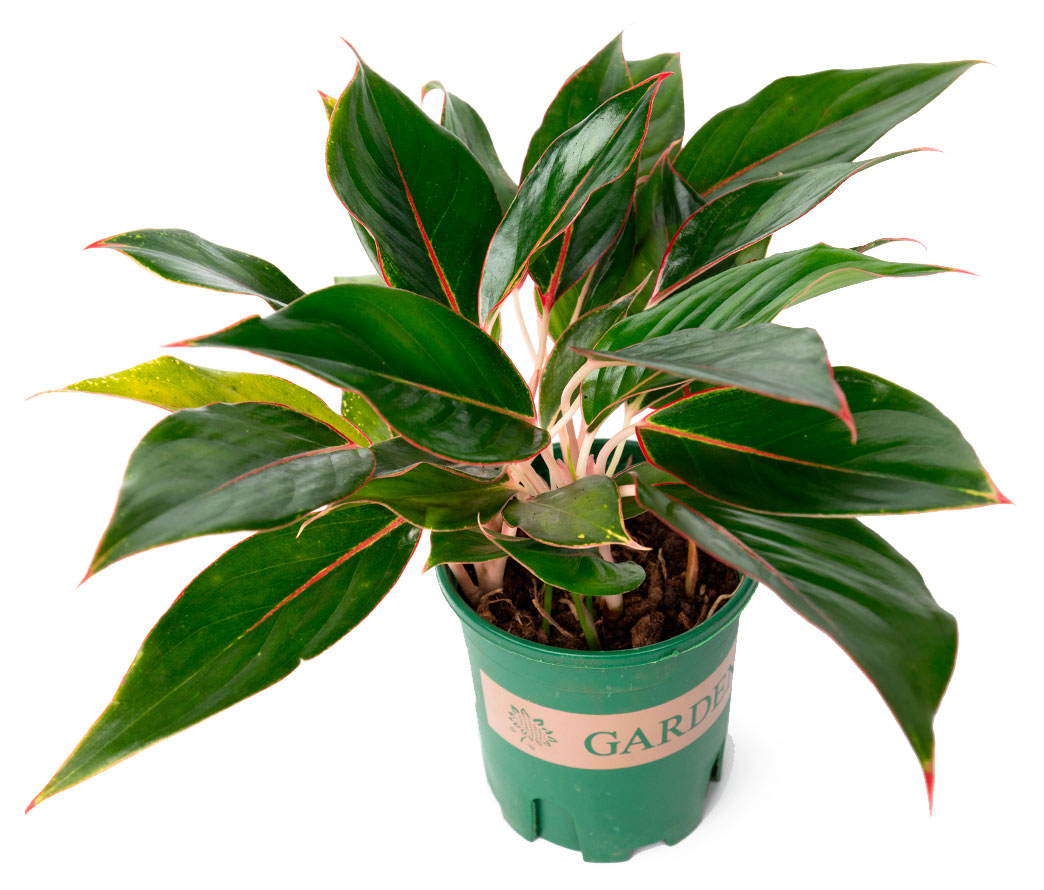 

Живое растение Аглаонема Блэк Липстик в горшке d 14 h 40 см, 1 шт