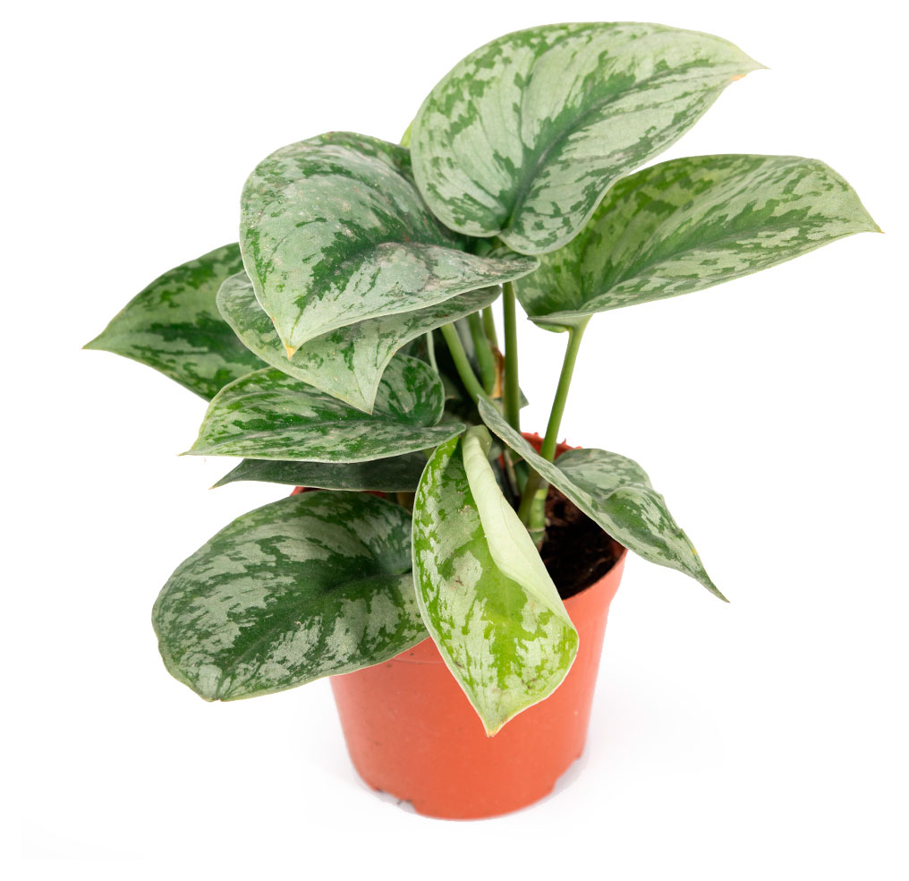 Изображение товара Лиана Эпипремнум Пиктус Ампельная декоративно-лиственная растительность