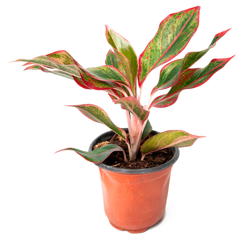 

Живое растение Аглаонема Крит Флейм в горшке d 9 h 18 см, 1 шт