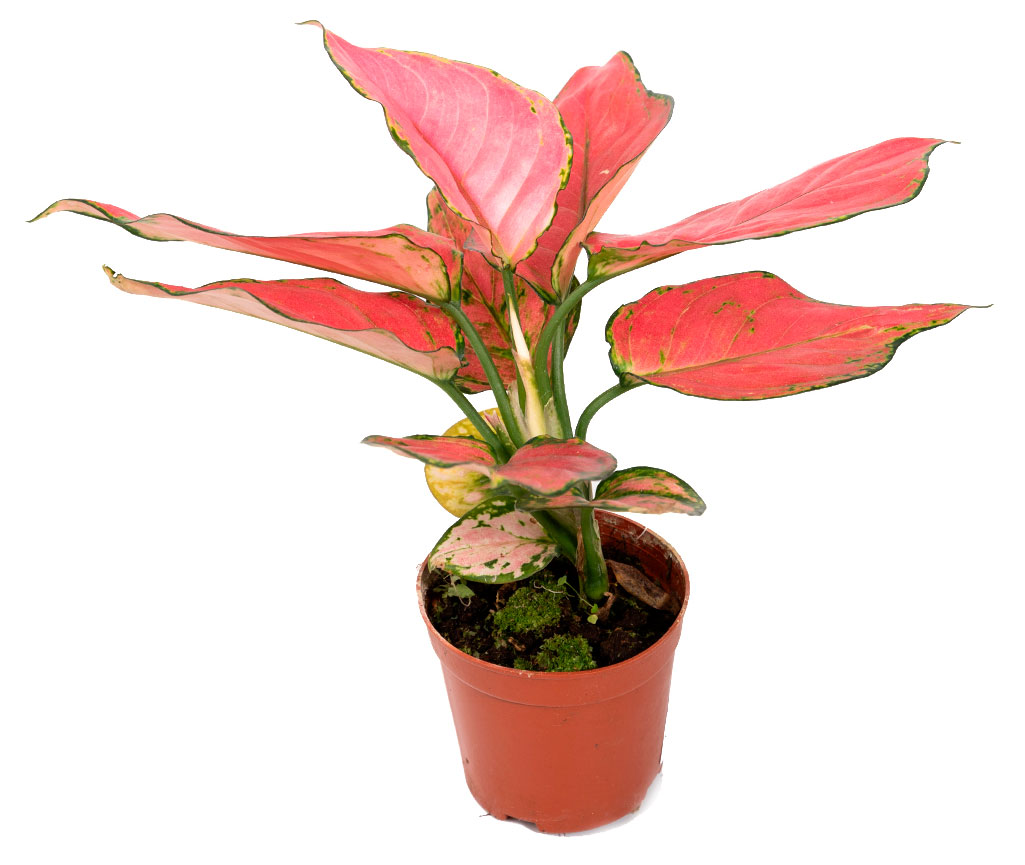 

Живое растение Аглаонема Пинк Стар в горшке d 10 h 25 см, 1 шт