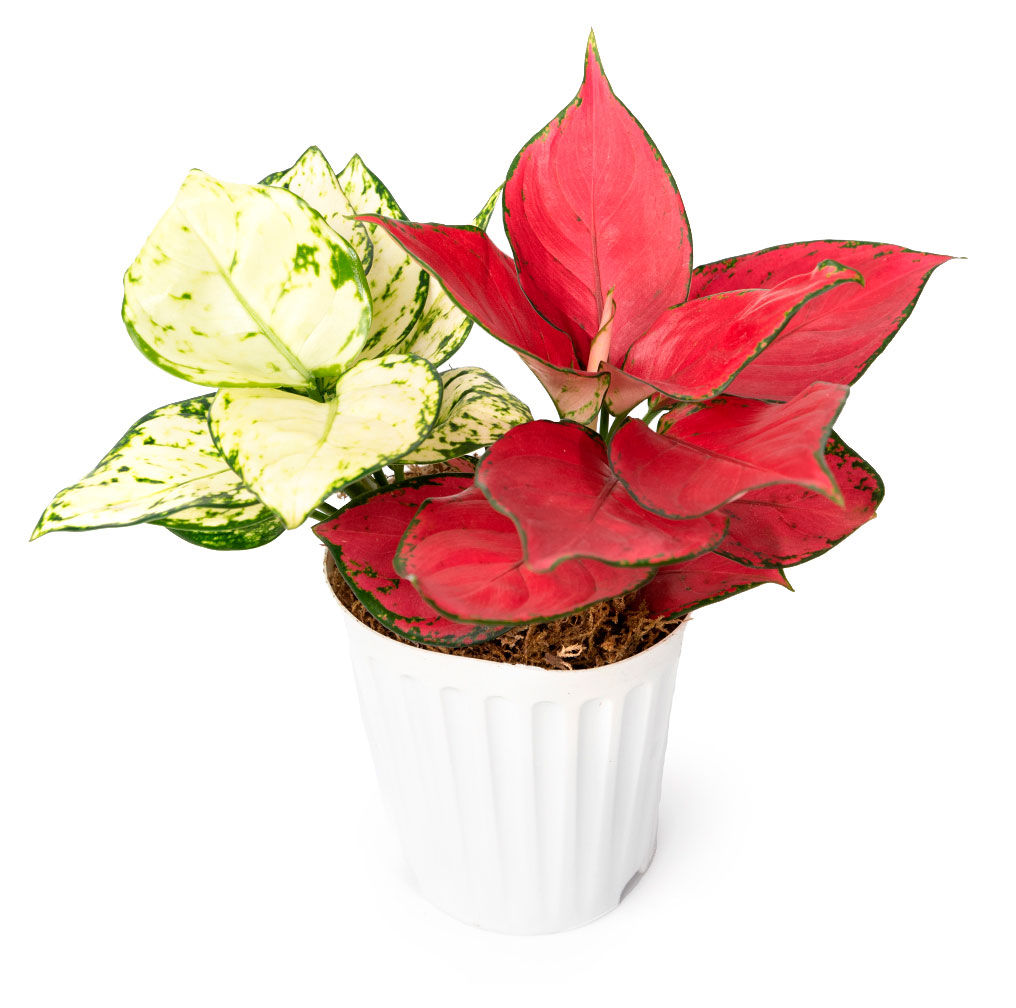 

Живое растение Аглаонема Ред & Вайт в ассортименте в горшке d 12 h 30 см, 1 шт